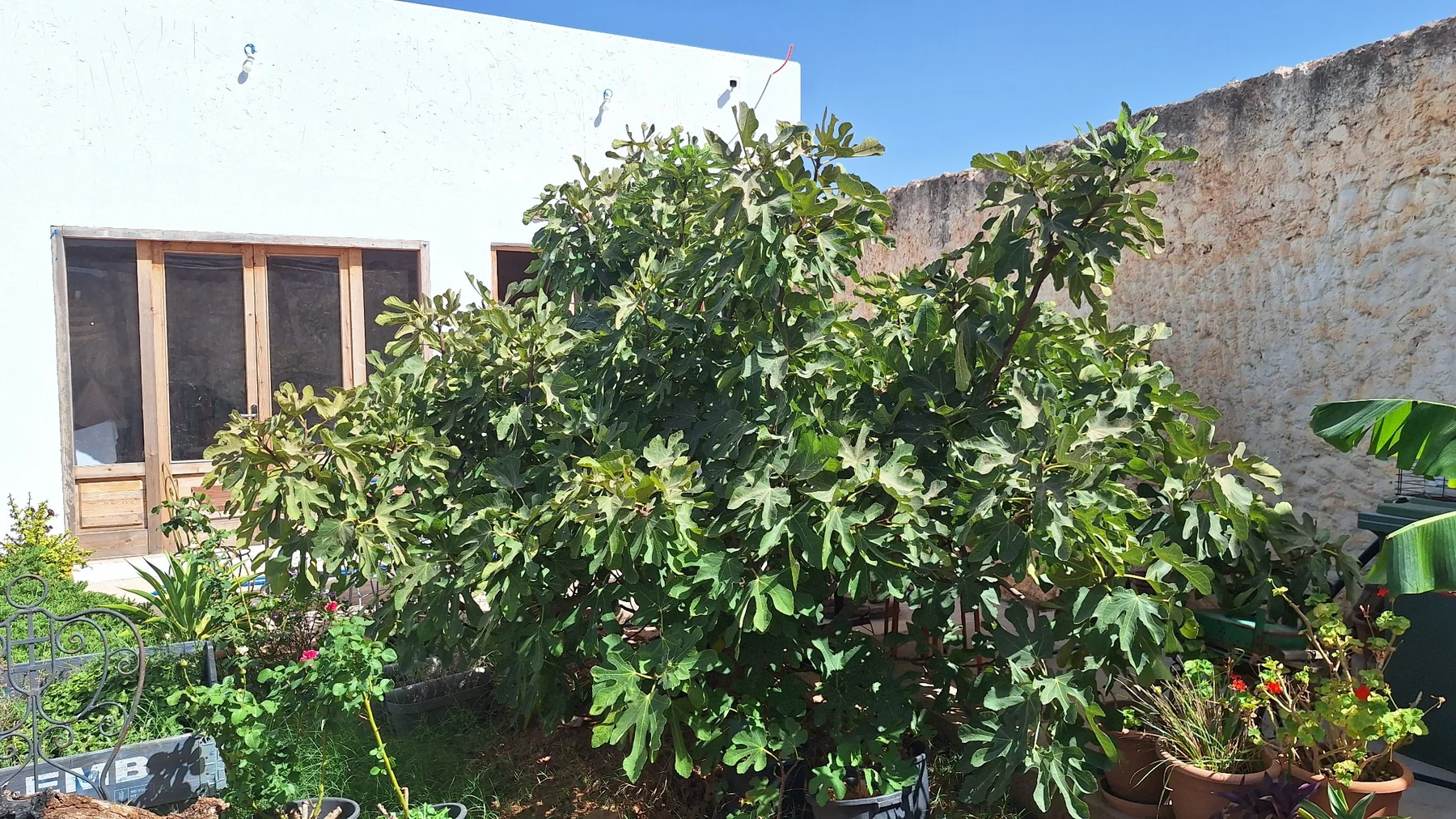 Abruki — plante mère